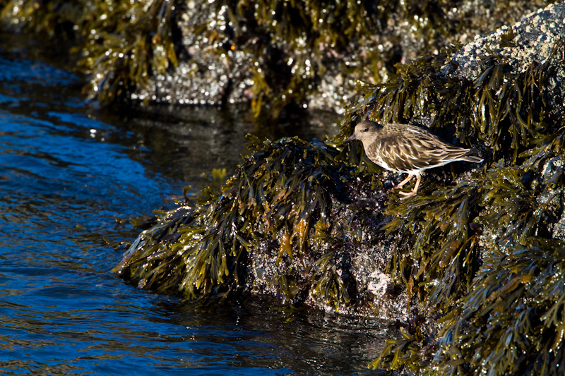 Black Turnstone